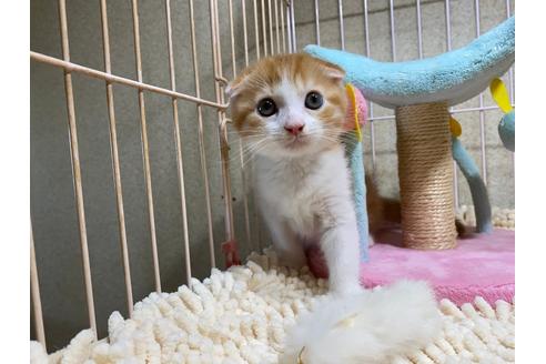 成約済の千葉県のスコティッシュフォールド-30603の2枚目